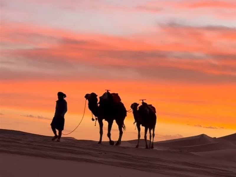 Dromedarios caminando por las dunas al atardecer
